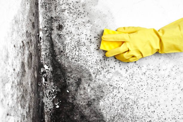 Forensic Mold Investigation in Castaic, CA